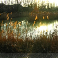 GOLDEN GRASS AROUND LAKE