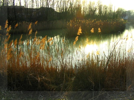 GOLDEN GRASS AROUND LAKE - lake, grass, around, golden