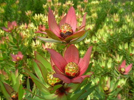 Wild flowers - wild flowers, yellow, pink