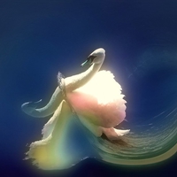 FANTASY SWAN