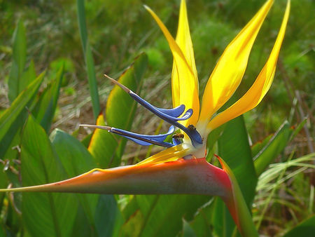 Strelitzia with busy bees