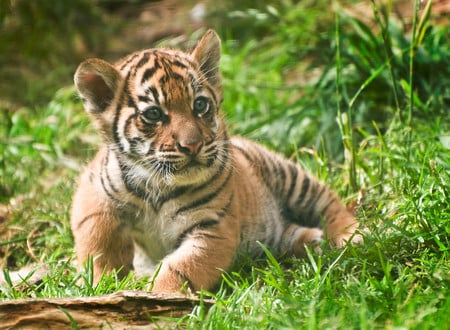 Tiger cub - cubs, tigers