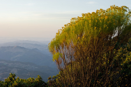 Wildflowers at sunset - sunsets, nature