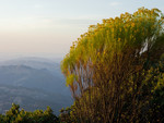 Wildflowers at sunset