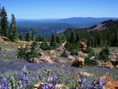 Alpine flowers - nature, flowers