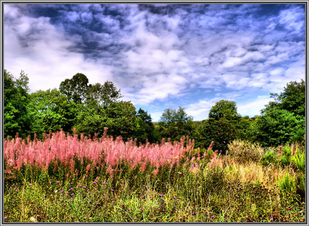 An enhanced view - nature, forest