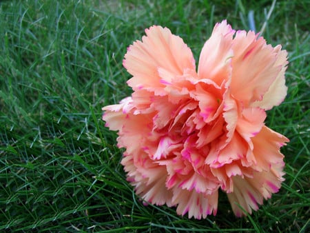 Carnation - flowers, carnations