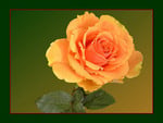 Orange rose