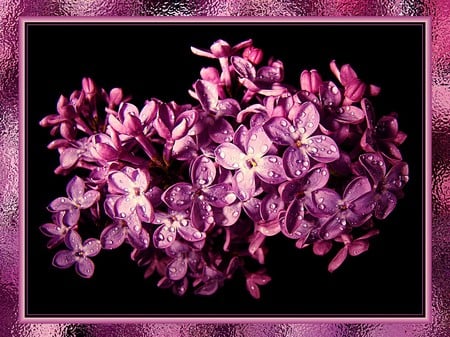 Pink flowers - flowers, framed