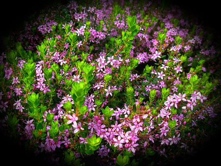 Wild buchu - flowers, lilac, buchu, bush