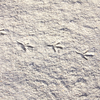 bird foot prints in the sand