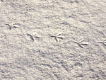 bird foot prints in the sand