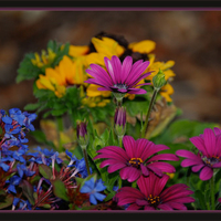 Colors flowers