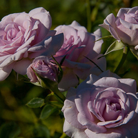 Pink roses