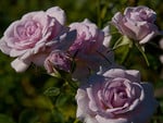 Pink roses