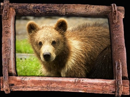 Bear cub - bears, cubs, framed