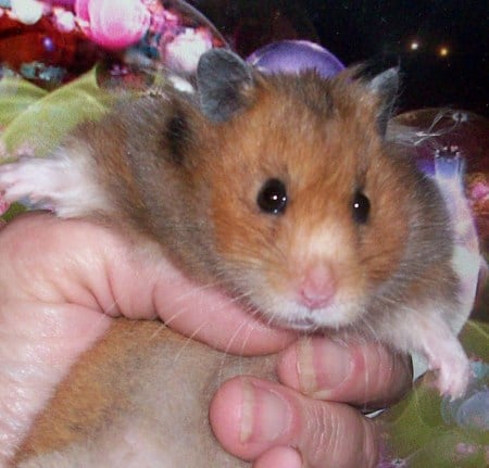 MISS SASSY - animal, hamster, teddybear