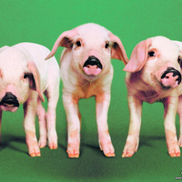 3 Little Pigs