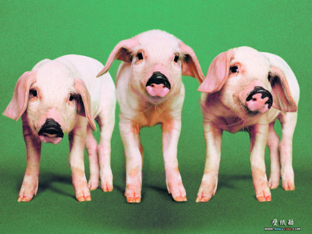 3 Little Pigs - farm animals, pigs