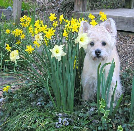 Among the daisies - dog, daffodils, flowers, garden, cairn terrier