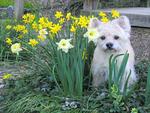 Among the daisies