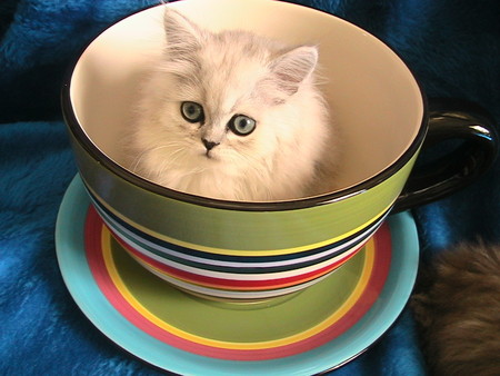 Cup Of Kitten - large cup, plate, kitten, cat