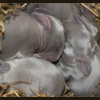 Grey Baby Bunnies