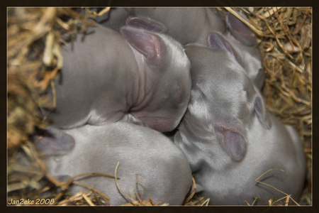 Grey Baby Bunnies - baby bunnies, hay, grey