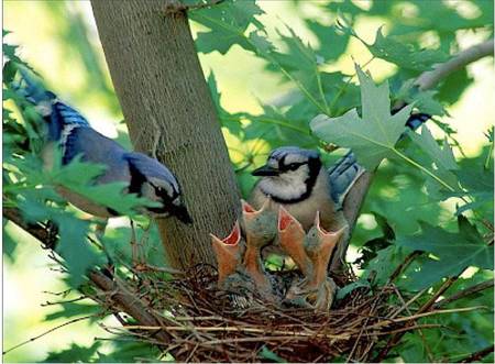 Blue Jay Family - nestlings, nest, chicks, tree, blue jay, birds