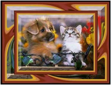 Cute Couple - puppy, picture frame, cat, dog, kitten