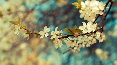 Flower - Flower, nature, plant, tree