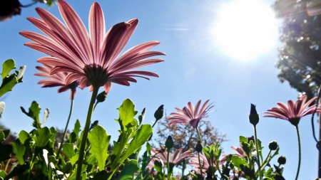 Flowers - plant, nature, leaf, flower