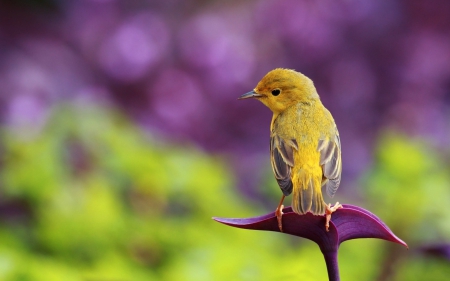 Ï â‚¡...Bird...Ï â‚¡ - nature, flowers, animals, bird