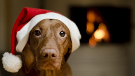 Christmas dog - face, pretty, playful dog, cute, animals, beautiful, sweet, puppy, playful, dogs, puppies, lovely, dog face