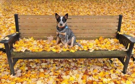 Autumn dog - pretty, beautiful, dog face, puppies, lovely, playful dog, sweet, playful, dogs, cute, face, puppy, animals