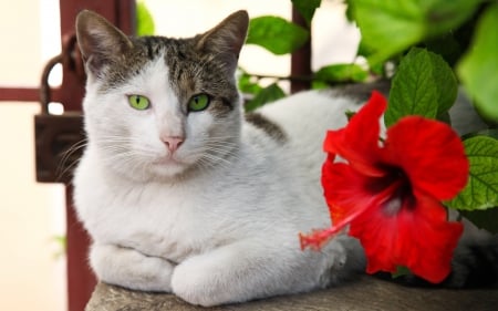 Cat - sleepy, cute, beautiful, cat, sleeping, kitty, cats, hat, cat face, paws, face, animals, pretty, beauty, sweet, kitten, lovely