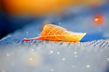 November - pretty, reflection, leaves, golden, nice, falling, branches, beautiful, mirrored, colors, lovely, tree, fall, glow, colorful, nature, november, autumn, foliage, shine