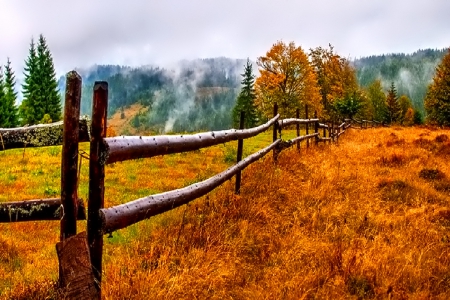 November - pretty, reflection, leaves, golden, nice, falling, branches, beautiful, mirrored, colors, lovely, tree, fall, glow, colorful, nature, november, autumn, foliage, shine