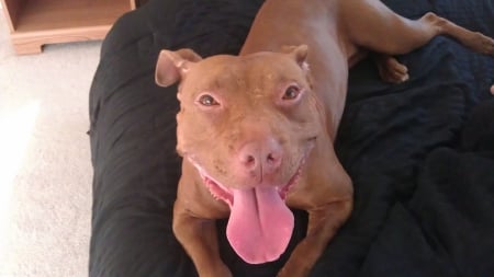 My Pittie - pets, pitbulls, animals, dogs