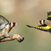 Gold Finches