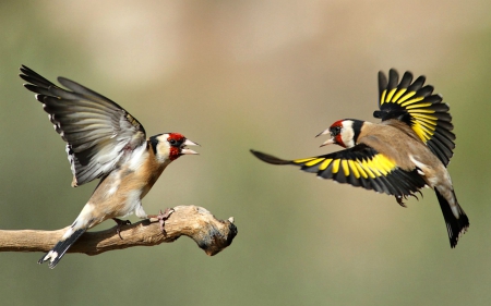 Gold Finches - flying, birds, finch, gold