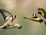 Gold Finches