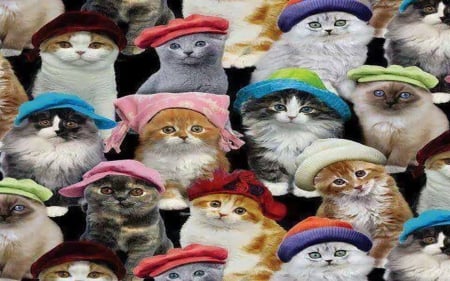 Cats With Hats - felines, animals, cats, humor, funny