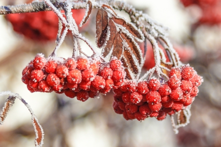 *** Winter *** - nature, cold, red, berries, frosted