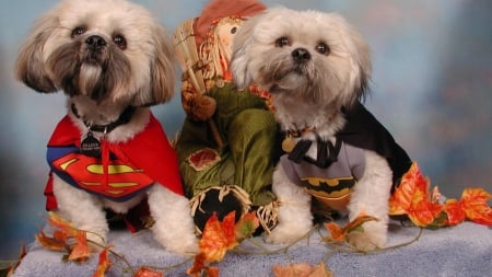 Customized puppies - halloween, puppy, dresss, dog