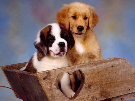 Cute puppies