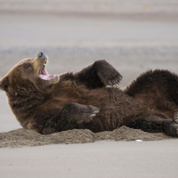 Happy bear