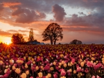 beautiful field of tulips at sunset