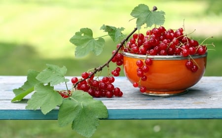 *** Red currents *** - fresh, red, currents, fruits, food