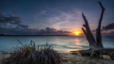 dead trees on a beach at sunset - clouds, trees, sunset, beach, dead, bay